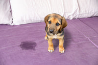 Eliminer les odeurs de chat ou de chien